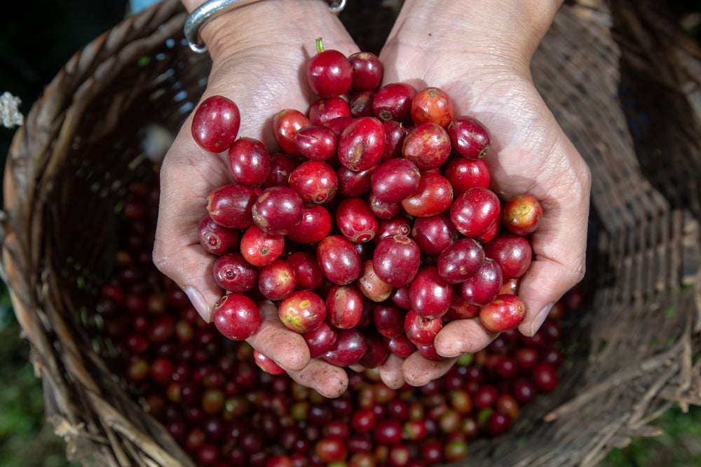 Four Kilo Fish Coffee