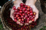 Four Kilo Fish Coffee