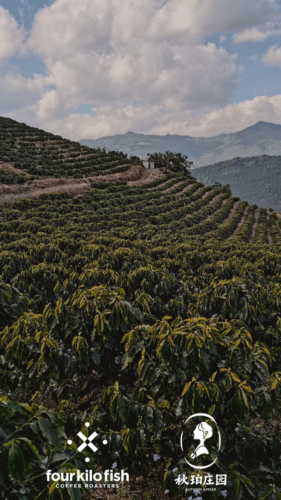 Four Kilo Fish Coffee