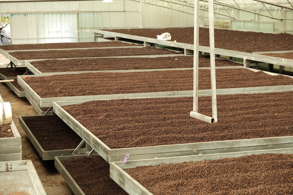 
                  
                    VILLAGE ECHOES| ANAEROBIC NATURAL CATIMOR | YUNNAN | 200G
                  
                