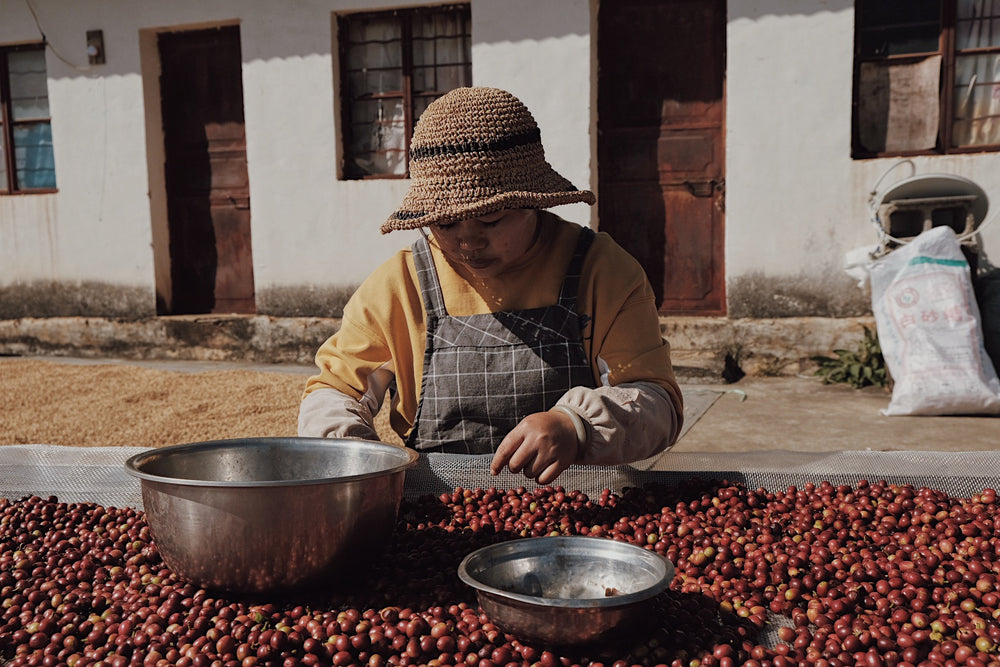 
                  
                    ZUO YUAN | PRODUCED BY ZU XIU | WASHED CATIMOR | BAOSHAN, YUNNAN, CHINA | FILTER 200G
                  
                
