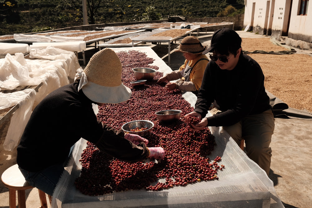 
                  
                    EXCLUSIVE LOT | HONEY GEISHA | FOUR KILO FISH ✖️ZUO YUAN | FILTER 100G
                  
                