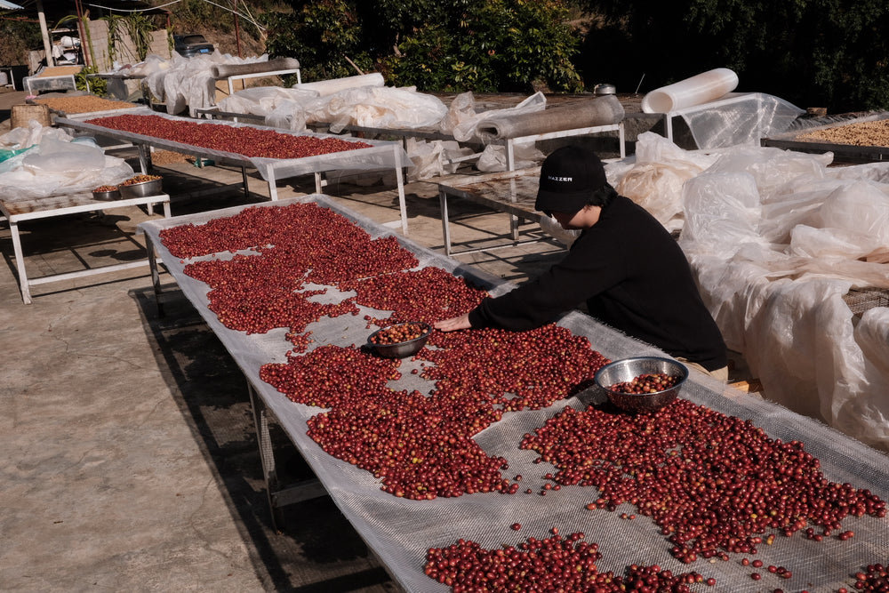
                  
                    EXCLUSIVE LOT | HONEY GEISHA | FOUR KILO FISH ✖️ZUO YUAN | FILTER 100G
                  
                