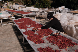 
                  
                    EXCLUSIVE LOT | HONEY GEISHA | FOUR KILO FISH ✖️ZUO YUAN | FILTER 100G
                  
                
