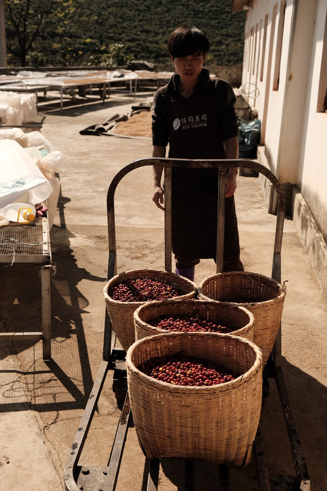
                  
                    EXCLUSIVE LOT | HONEY GEISHA | FOUR KILO FISH ✖️ZUO YUAN | FILTER 100G
                  
                