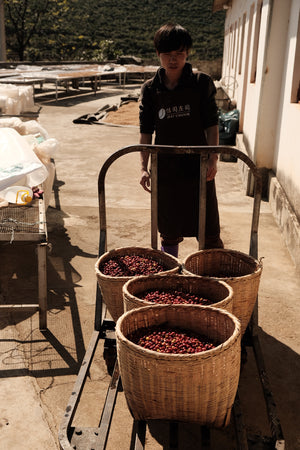 
                  
                    EXCLUSIVE LOT | HONEY GEISHA | FOUR KILO FISH ✖️ZUO YUAN | FILTER 100G
                  
                