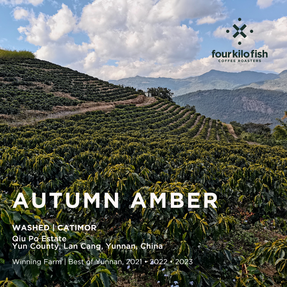 
                  
                    AUTUMN AMBER | Washed Catimor | Qiu Po Estate, Lin Cang, Yunnan, China | Filter | 200g
                  
                