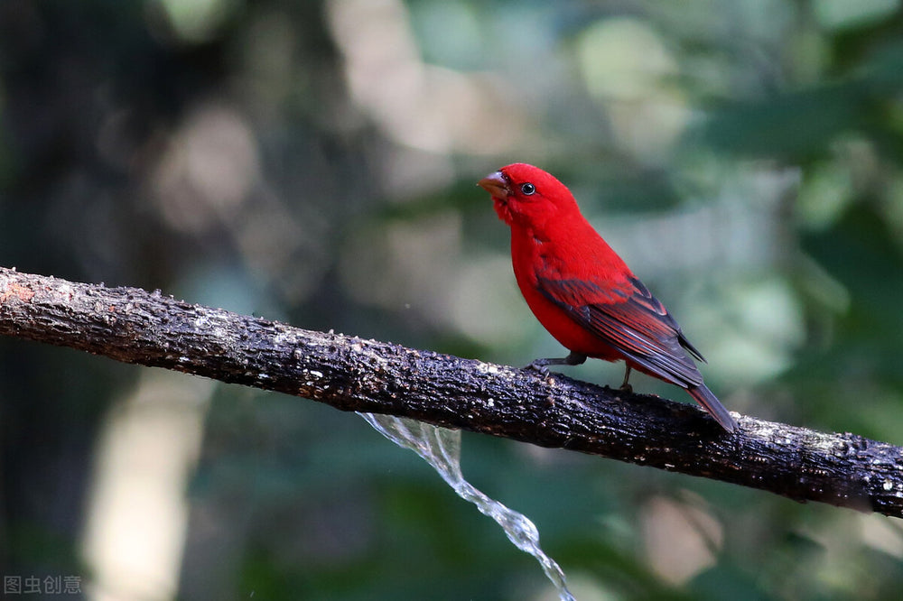 
                  
                    SCARLET FINCH | Anaerobic Natural | Voiceless Red Dragon | Yunnan | ESPRESSO ROAST | 200g
                  
                