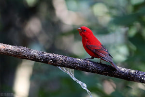 
                  
                    SCARLET FINCH | Anaerobic Natural | Voiceless Red Dragon | Yunnan | ESPRESSO ROAST | 200g
                  
                