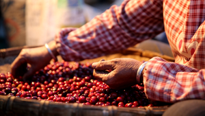 
                  
                    SCARLET FINCH | Anaerobic Natural | Voiceless Red Dragon | Yunnan | ESPRESSO ROAST | 200g
                  
                
